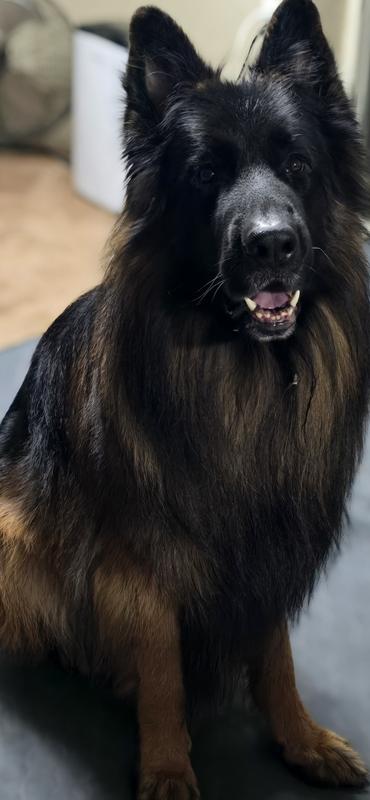 Niko