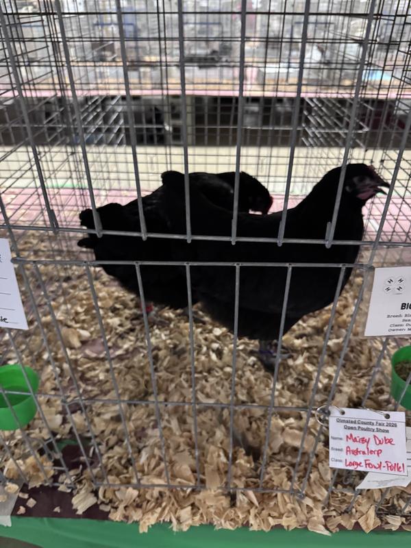 Beautiful Black Australorps