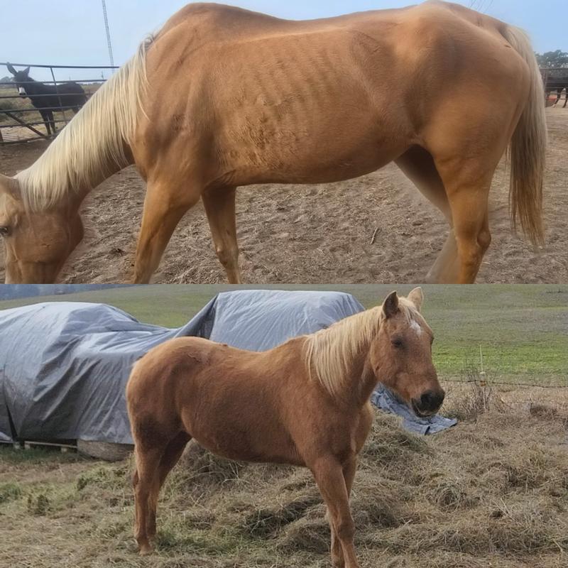 Helped my horse gain weight.