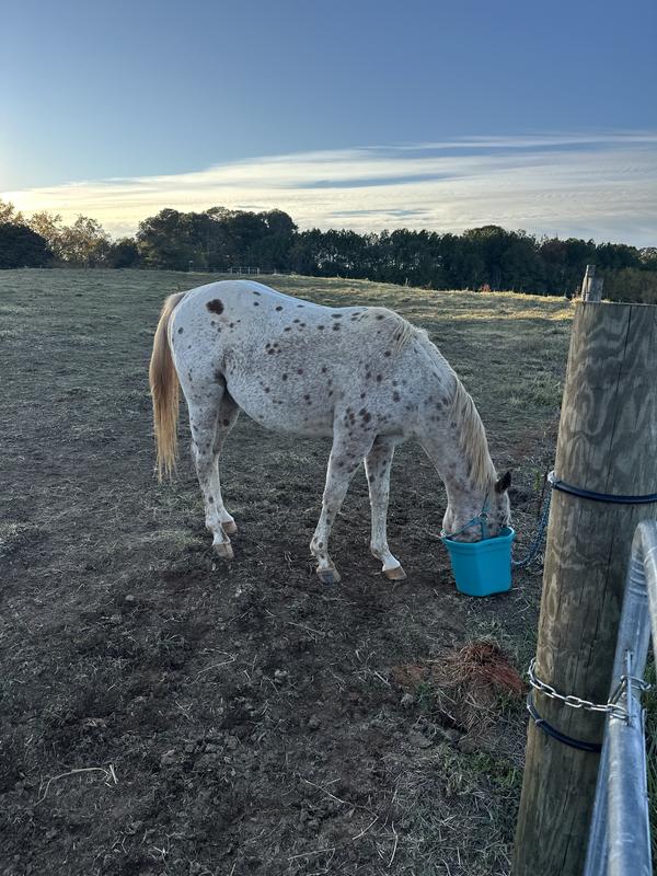 Beau loves his Nutrena!