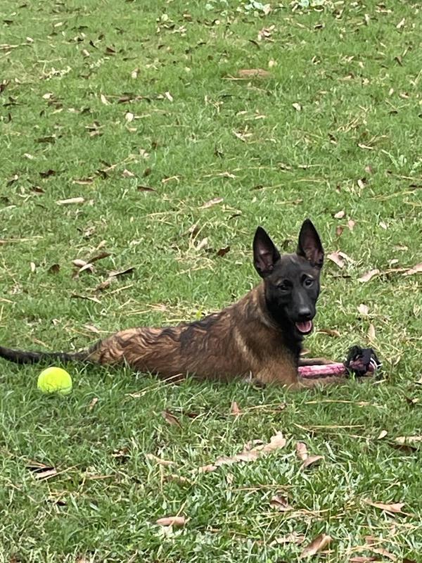 My Ziva