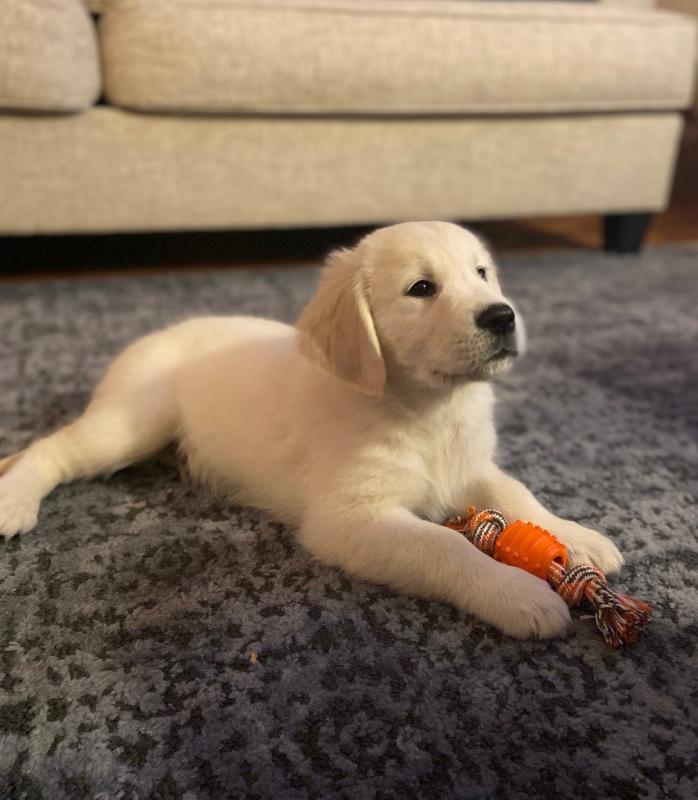 nutrena puppy large breed