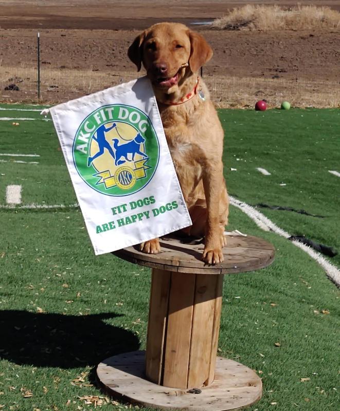 Epic age 5 trick dog and mobility assistance dog