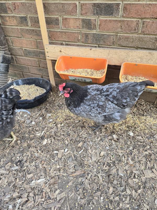 Even my crossbeak olive egger started gaining weight after changing feed