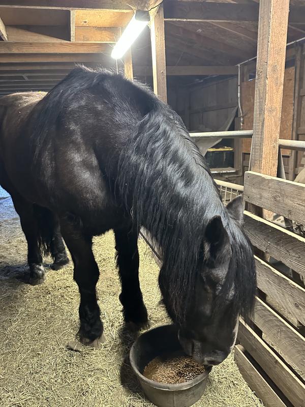 Blake - 21 year old draft horse
