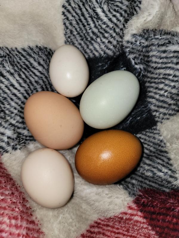 Feeding Producers Pride Scratch And Nutrena Layer No