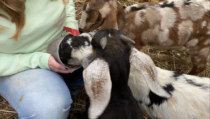 Running on and For Nutrena Feed! They Love It! Thanks guys!