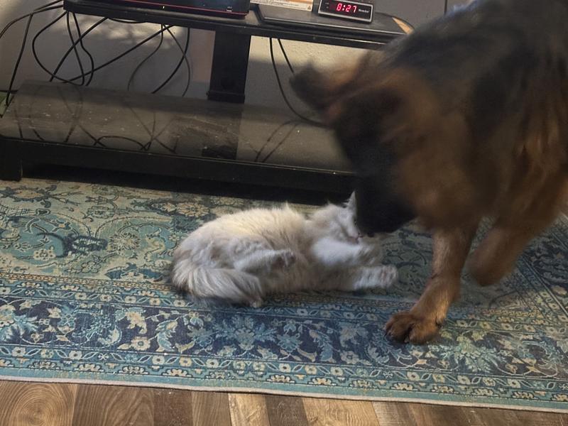 Play Time