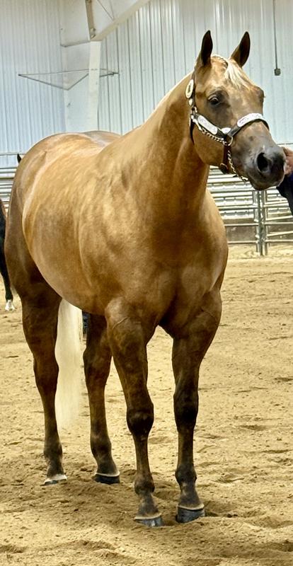 Palomino Boost!