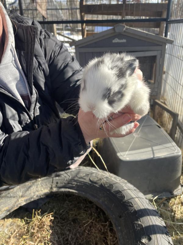 Winter babys outdoor pens