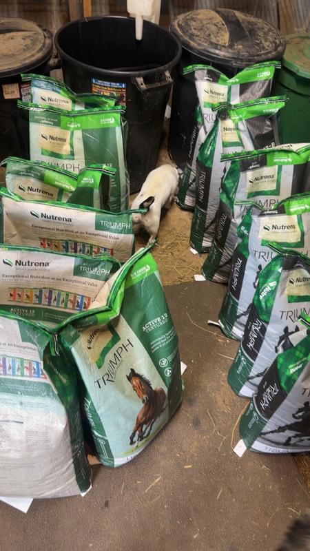 We feed Active 12 textured and Triumph 12/8 pellet