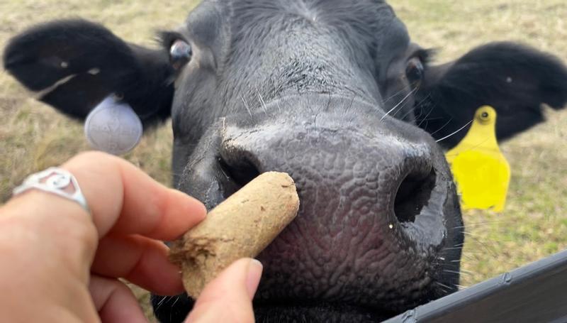 Cow Cookie Monster!