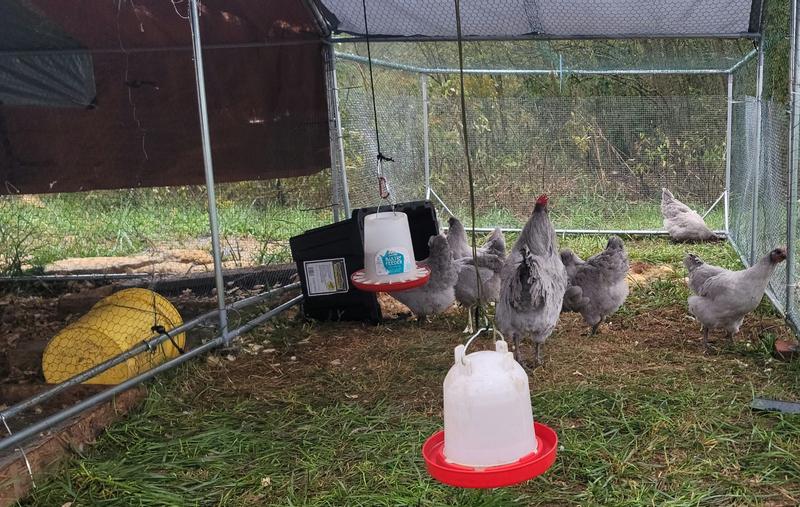 Healthy happy chickens