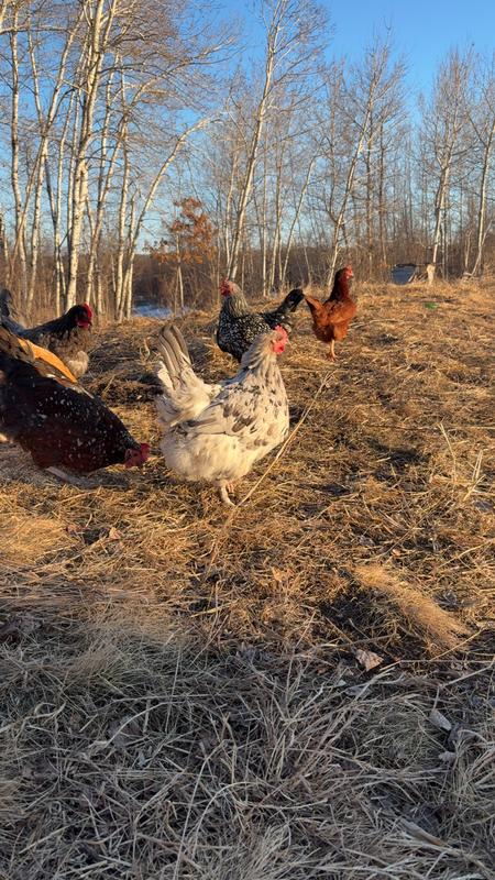My pretty ladies snacking away on this beautiful evening.