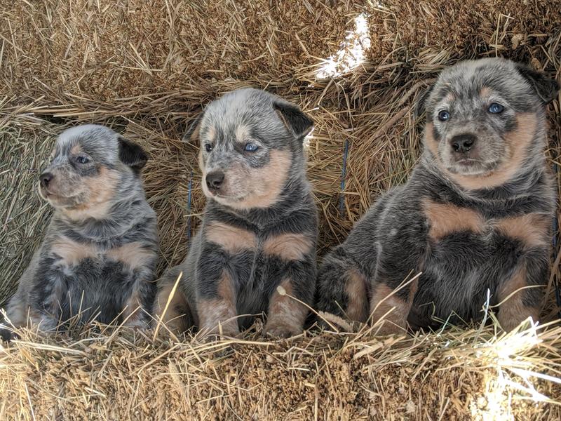 nutrena puppy large breed