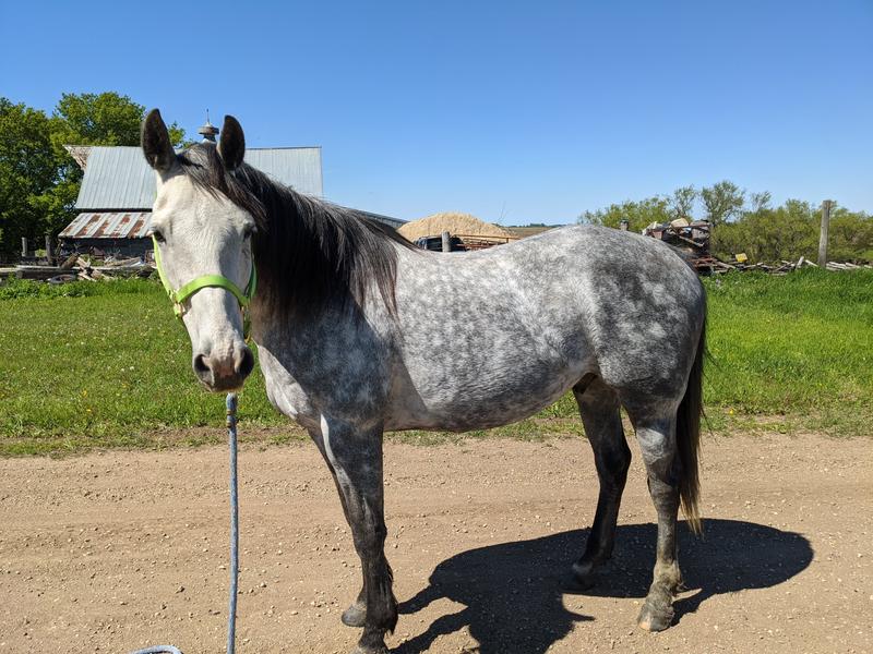 Before safe choice. Slightly underweight and weak in the topline