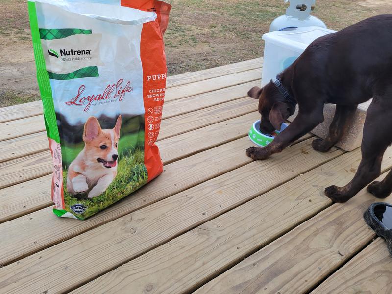 Nutrena loyall life puppy food best sale