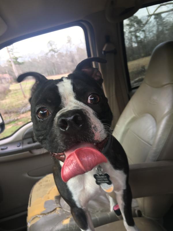 nutrena river run dog food reviews