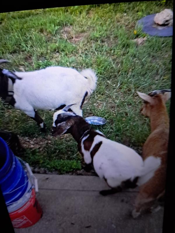 Totally authentic pictures of our goats