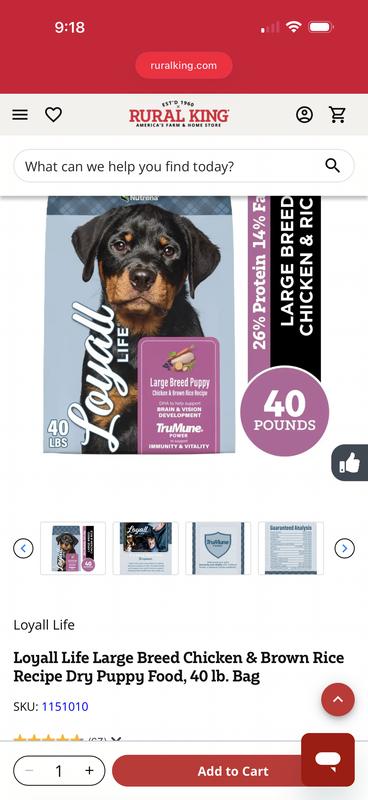 We breed Cane Corso’s