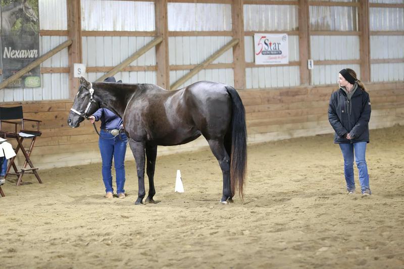 My horse