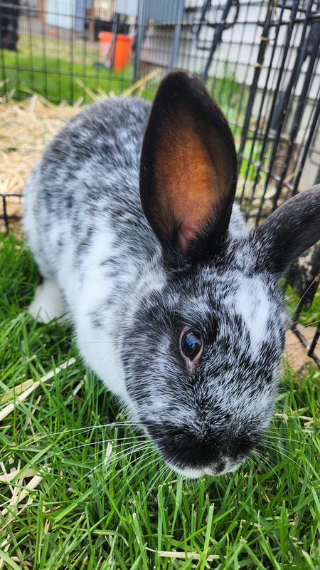Ostara