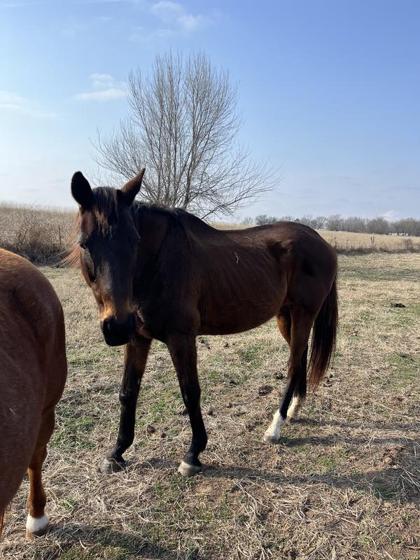 Before Nutrena (in her winter coat)