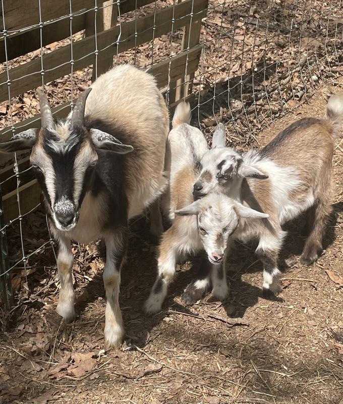 Happy Goats