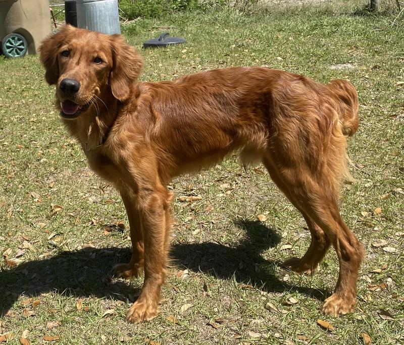 Red Golden Retriever