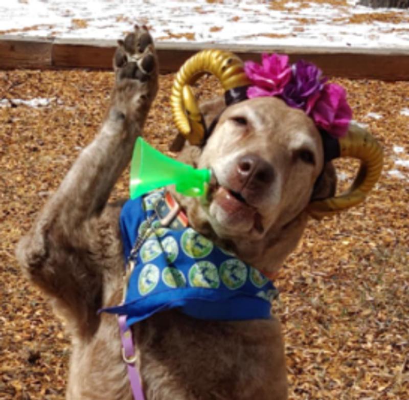 Secret 12 year old therapy trick dog