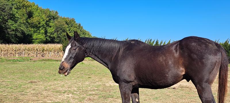 Thoroughbred looking good