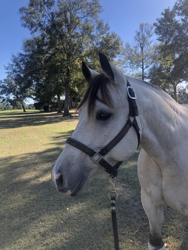 Flitty BitO Bling is a Happy Horse!!