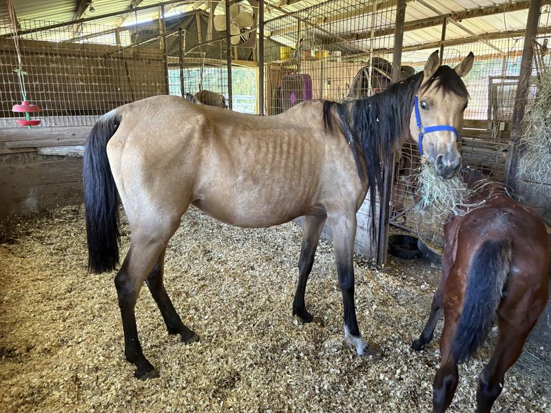 First days with Alice, August 2025.