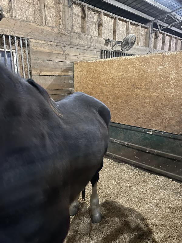 A four week transition on empower boost and pro force senior! Can’t wait for the 60 day photo op!