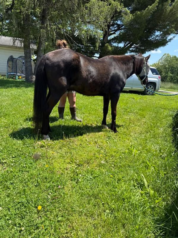 First 2 are a couple months after we got him, last 2 are him from last weekend.