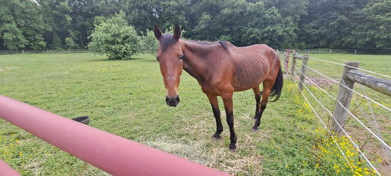 Standardbred before Nutrena