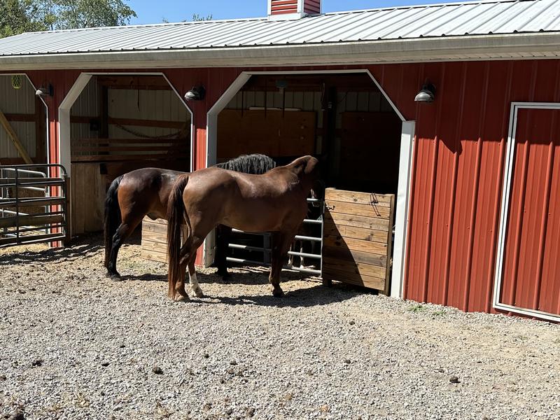 Happy horses