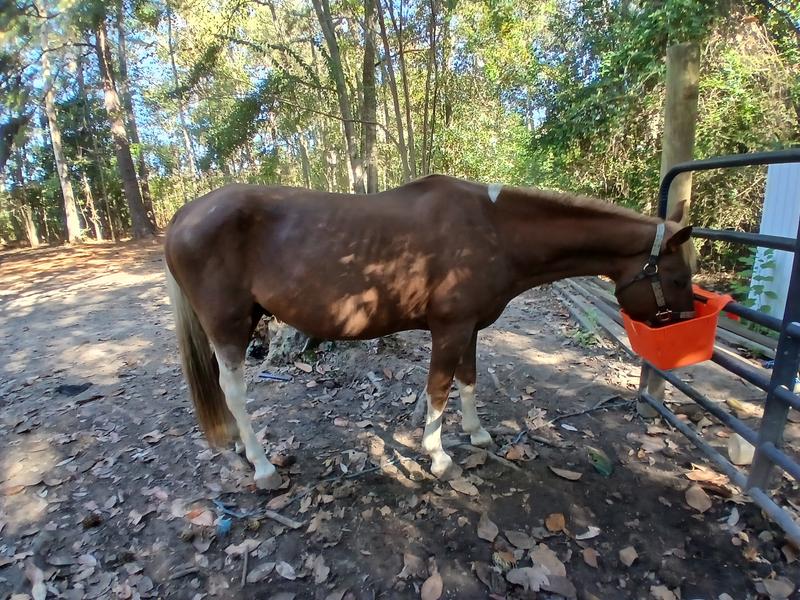 Whiskey loving Nutrena