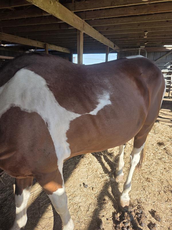 1 month on Proforce Senior.