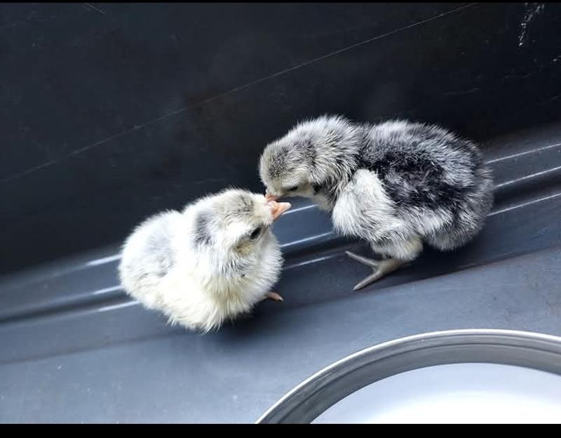 Chickie babies