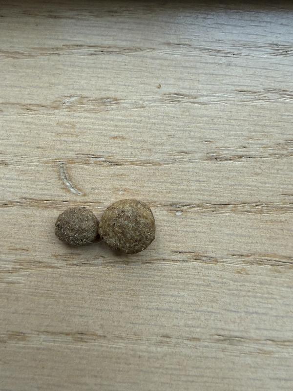 Size of cat food from two separate bags! Smaller is better for cats