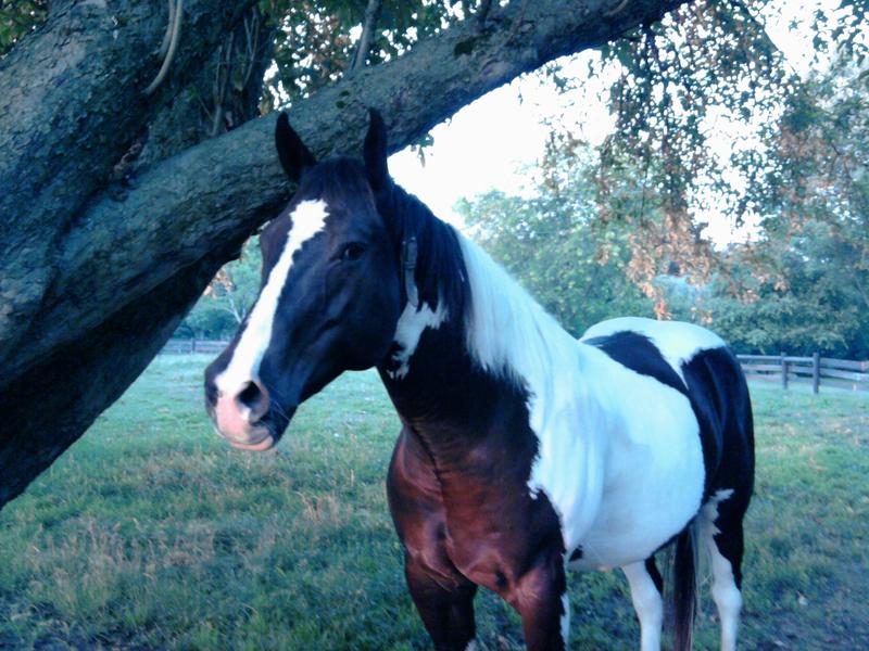 Poncho Loves his Nutrena and it shows!