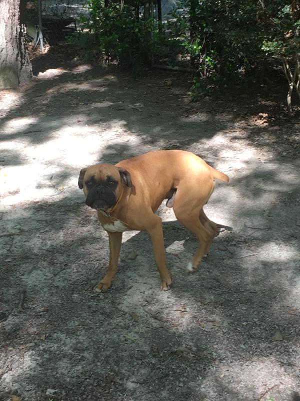 nutrena river run dog food reviews