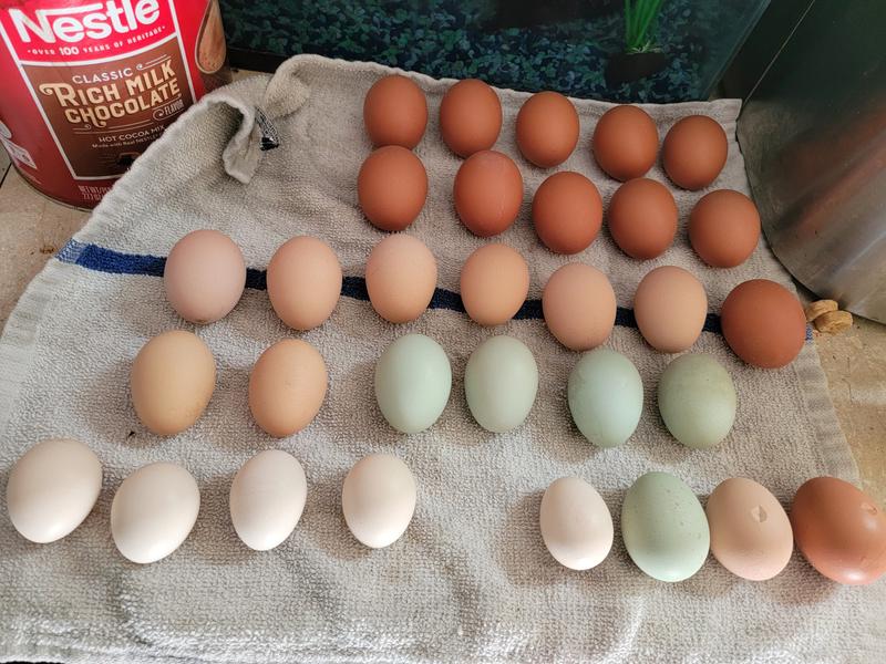 Feeding Producers Pride Scratch And Nutrena Layer No