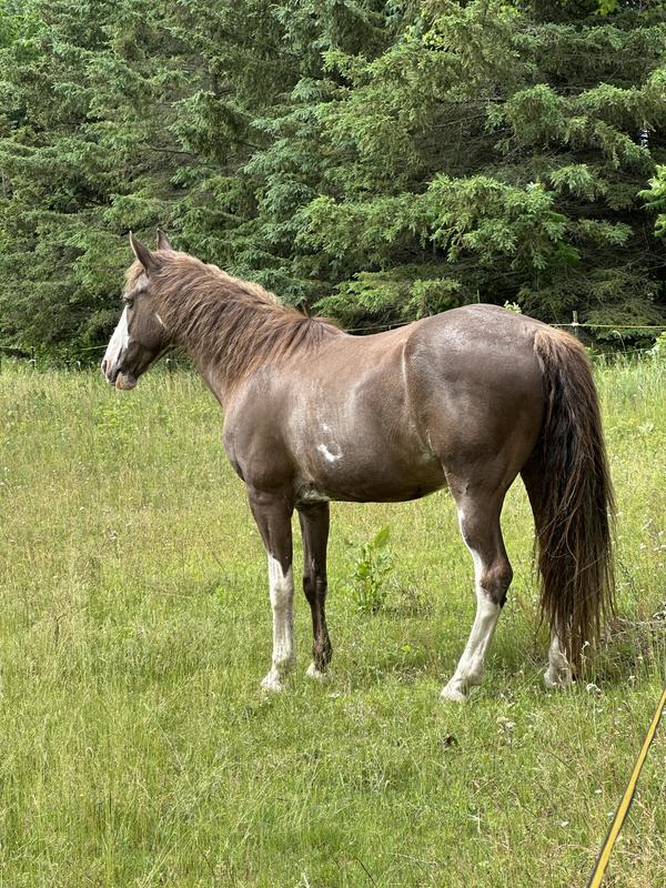Hershey 20+ gelding that was on the thin side and very flat muscled