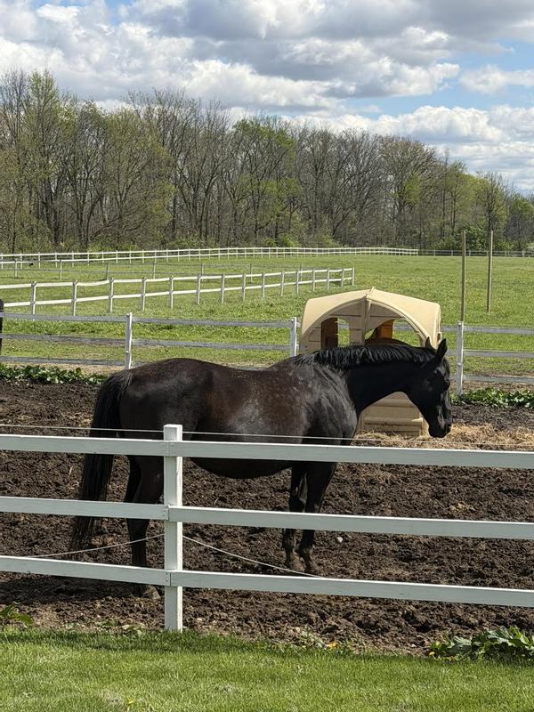 Look at those healthy dapples on my pregnant mare!