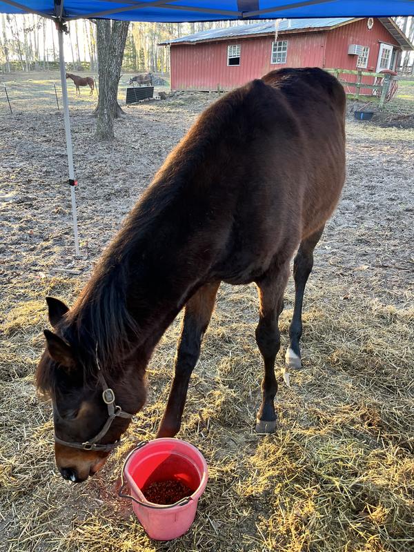 Itty bitty enjoying her feed