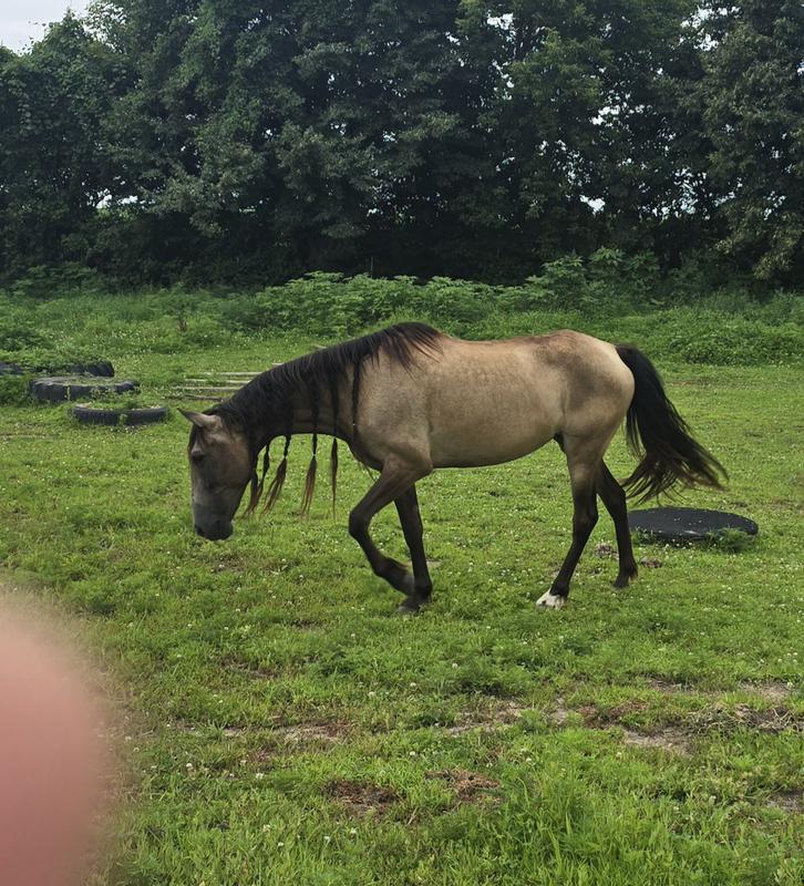 Rescue Horse  blossoming on Nutrena Safe Choice