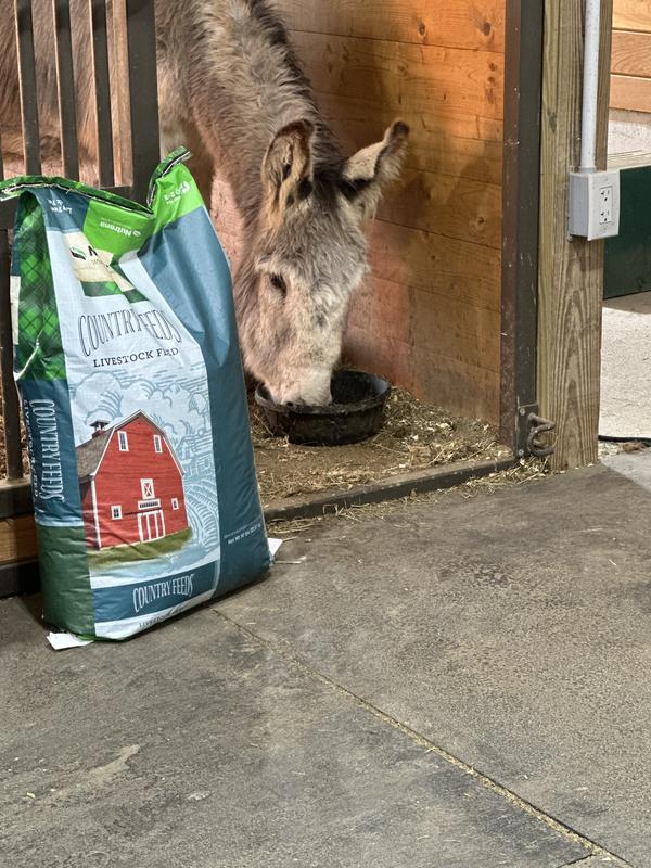 Oreo and his favorite feed