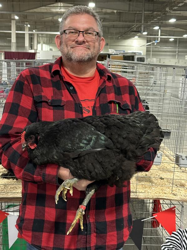 Young jersey giant pullet
